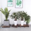 Anti-corrosion Wood Rectangular Plant Caddy
