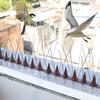 10 Pcs Bird Deterrent Spikes Fence And Wall Spikes Cat Pigeon Deterrent Anti Climb Spikes Stop Birds from Landing for Window Sills Fence