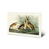 John James Audubon Least Bittern Wood Plaque