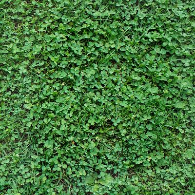 Клевер МИКРО КЛЕВЕР Медонос белый мелколистный клевер низкий для газона 500г