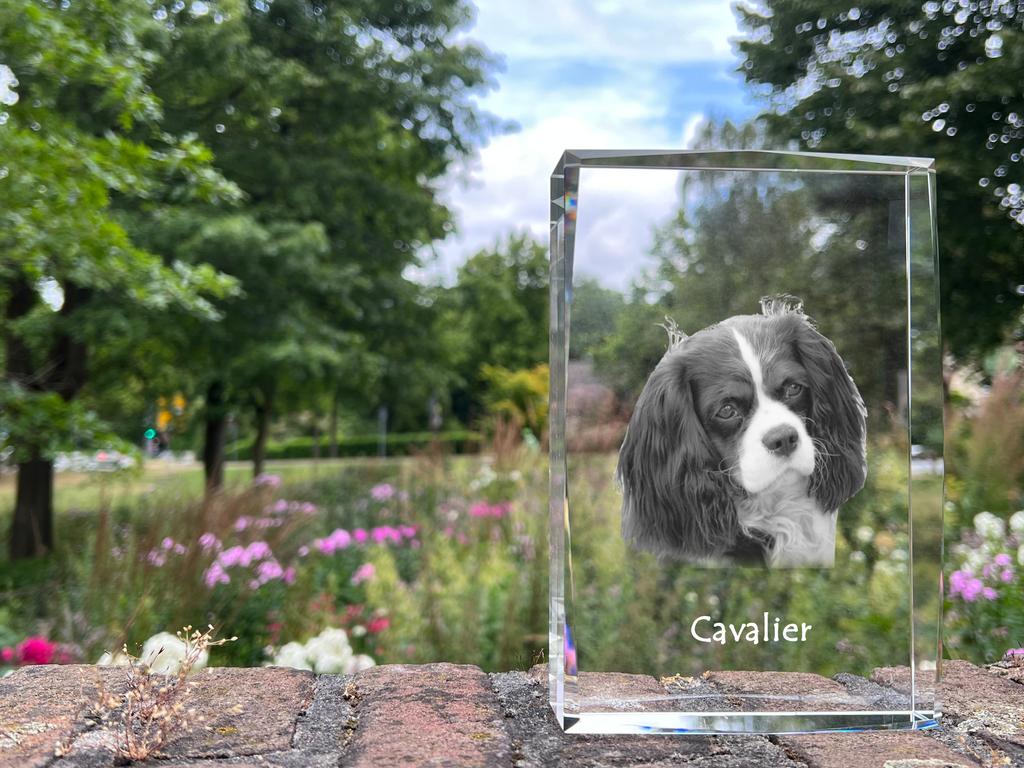 Cavalier King Charles Spaniel - crystal with a picture of a dog, photo in glass, modern exhibition of Art-Dog brand photo