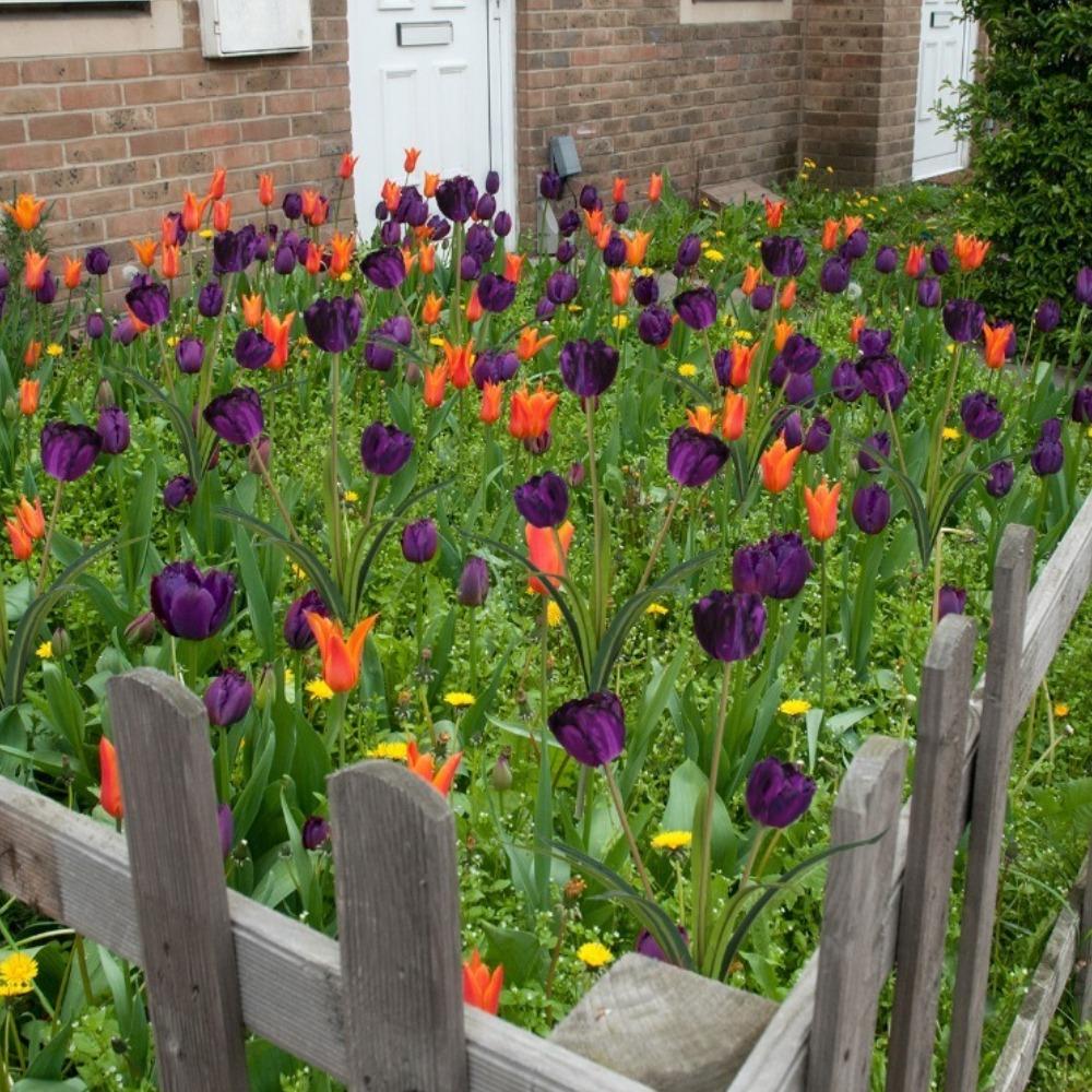 5 пучков настоящих тюльпанов Букет цветов 15 головок искусственных тюльпанов для свадебных композиций Центральные украшения для дома