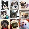 HUACAN 5D DIY алмазная живопись собака полный квадратный круглый набор со стразами Алмазная вышивка животных мозаика Рождественский подарок искусство