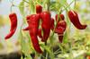 SAFLAX Garden in the Bag - Органический - Острый перец чили - De Cayenne Long Slim - 10 семян - С субстратом в подходящем пакете - Capsicum annuum