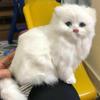 1 шт., игрушка-симулятор персидского кота, милый персидский кот, реалистичная плюшевая игрушка, детский подарок, настольная игрушка, украшение