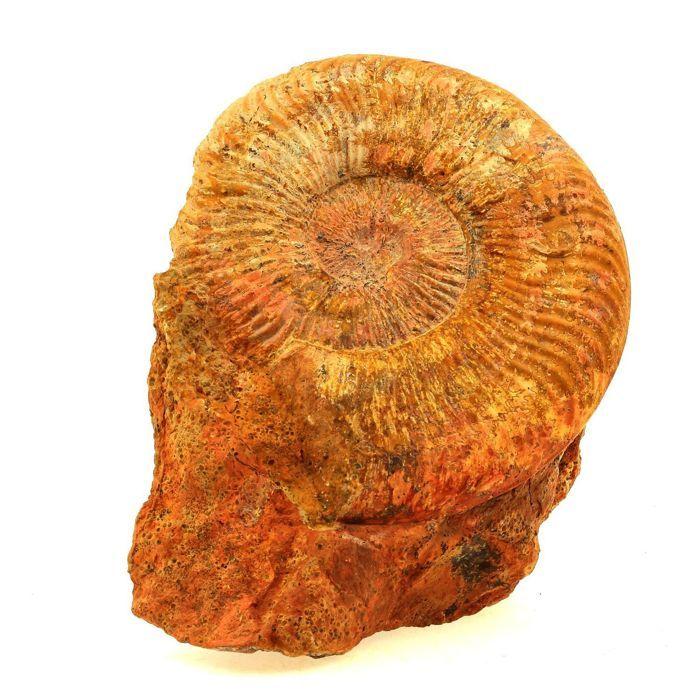 Pierres et Minéraux. Fossile Pseudogrammoceras Fallaciosum. 3766.0 ct. (10 cm) Belmont-d'Azergues, Rhône, France.