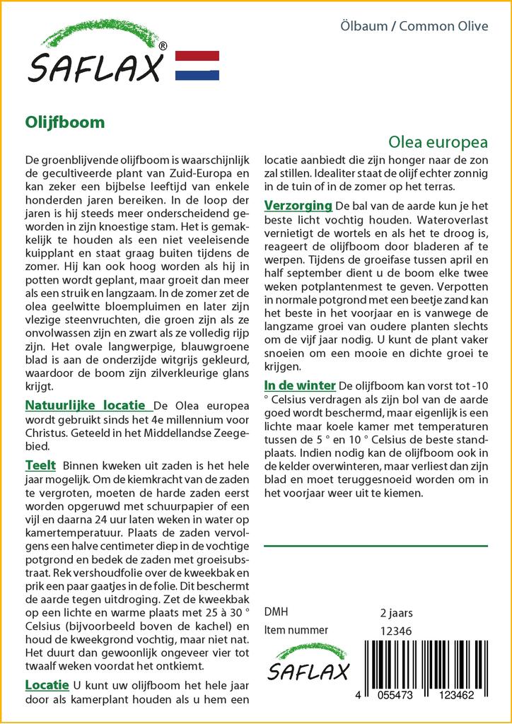 SAFLAX Олива обыкновенная - 20 семян - Olea europea