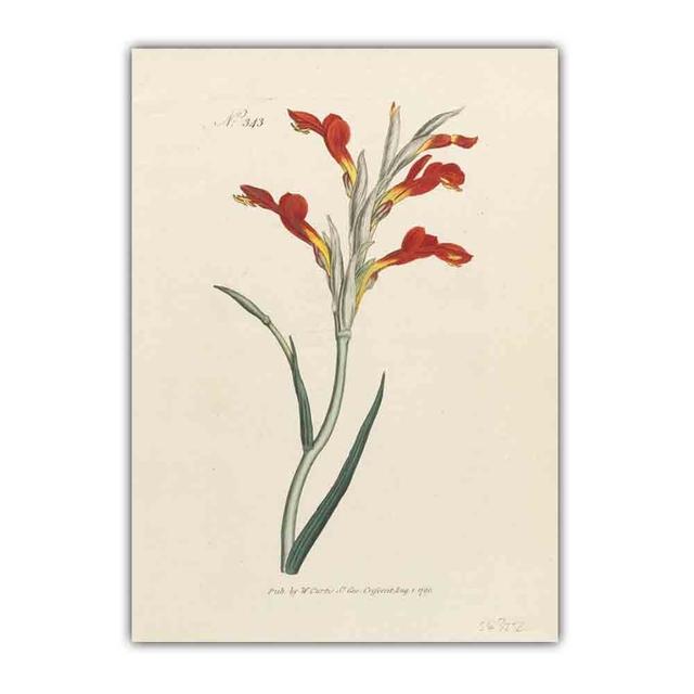 Скандинавское ретро-искусство картина на холсте с изображением растений эволюция цветов Популярная наука Плакат гостиная коридор украшение дома фреска без рамки