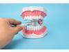 Детская модель зубов для обучения чистке зубов – съемные нижние зубы, размер 2x для обучения в детском саду