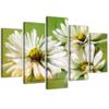 Five Piece Picture Canvas Print White Daisies Flowers