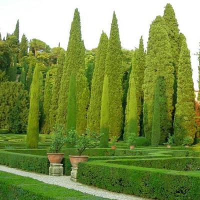 50 семян итальянского кипариса (Cupressus sempervirens stricta) - необработанный