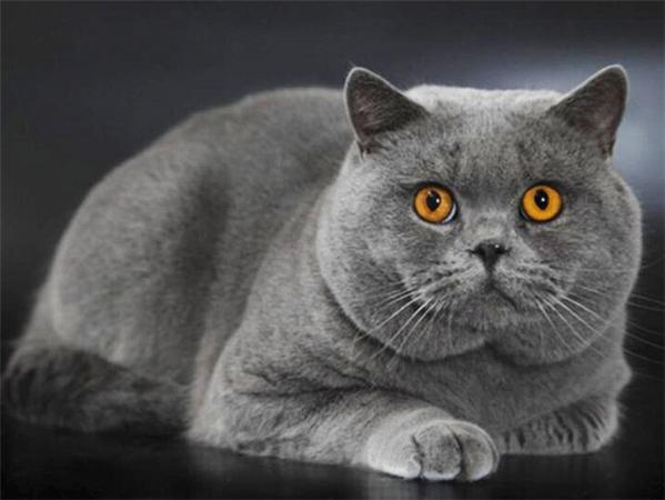 5d Diy Алмазная картина Новая коллекция Кошка Вышивка Мозаика Русская Голубая Животное Квадрат/круглый Домашний Декор