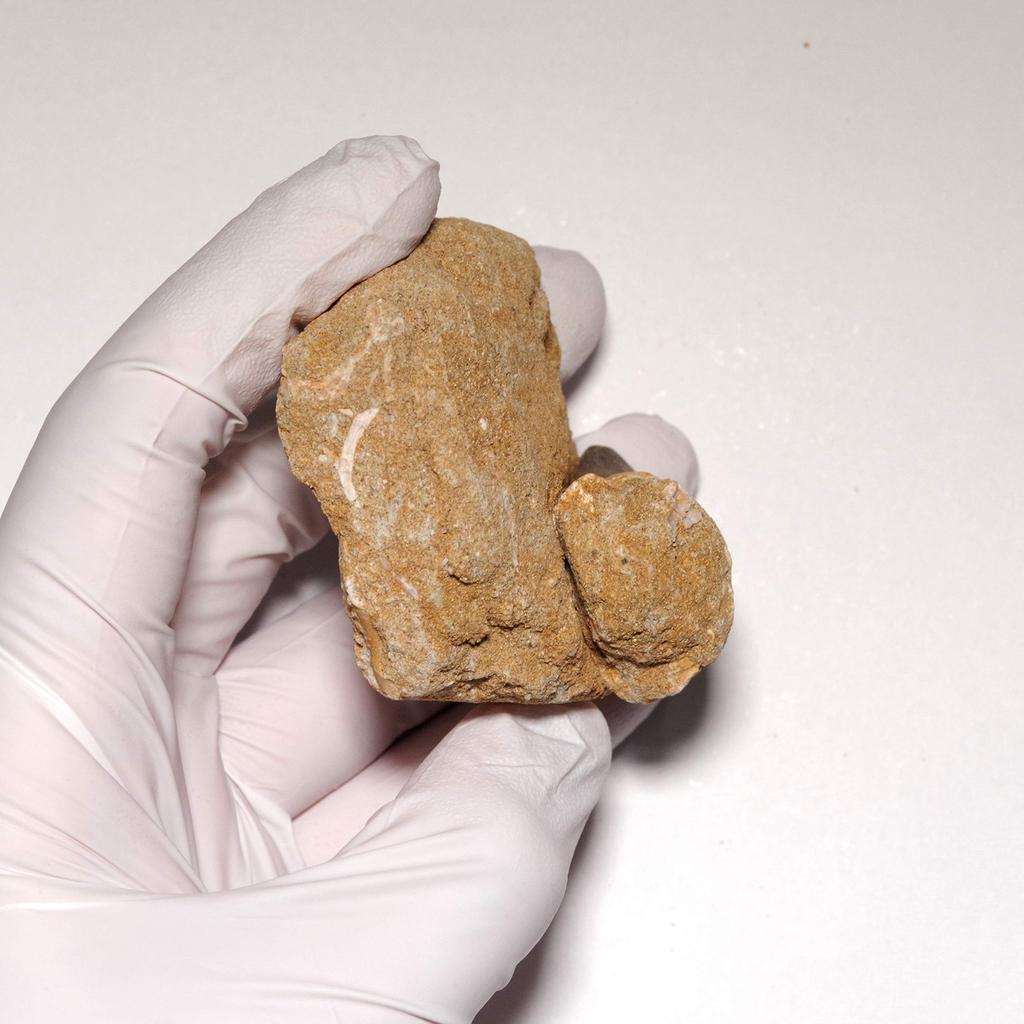 Stone Natural Fossil Mosasaurus 47x28mm [N2 Natural] (Aquatic squamate/Mosasaurus) (25 "One-of-a-kind" Teeth Approx. [Horstone Approx. 99g,