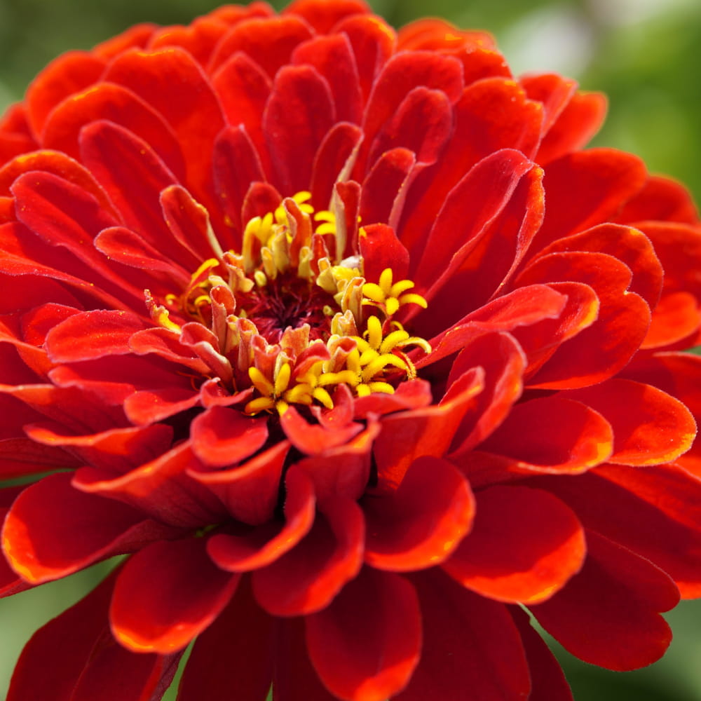 Семена георгина цинния красная 1г цветы для сада