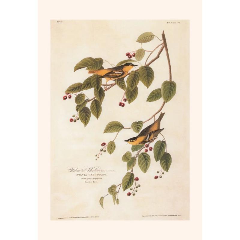 Винтажные ботанические постеры, холст, живопись и принты, классическая настенная картина для гостиной, офиса, домашнего декора, без рамы, подарок