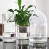 Hydroponic Glass Cylinder Vase for Pothos & Peace Lily - Transparent Water Culture Container with Free Shipping.