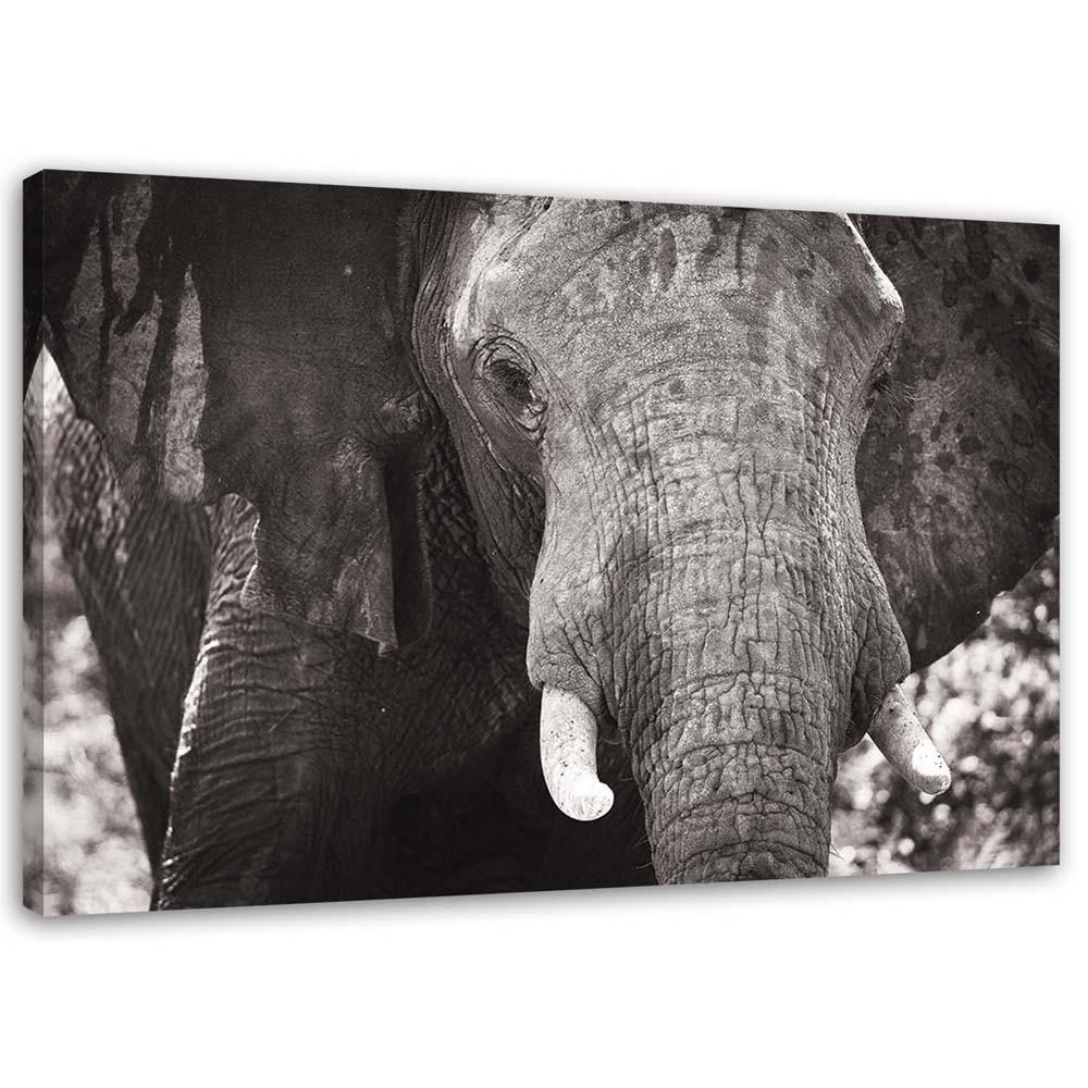 Canvas print, Black and white elephant