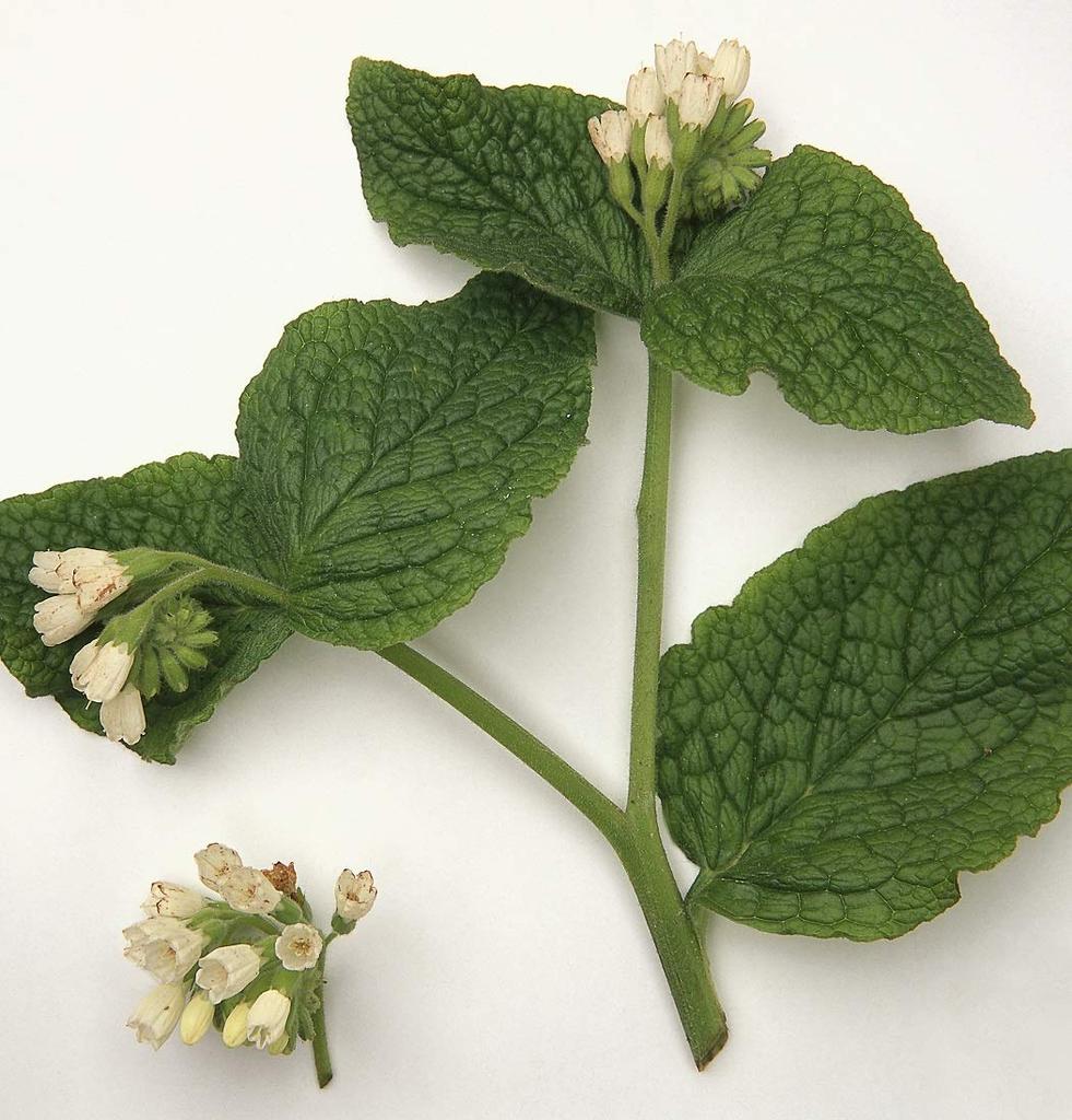 YARD REMEDIES Бальзам для ног с окопником и мальвой 50 г NEAL'S & (х 1)