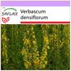 Коровяк крупноцветковый - 500 семян - Verbascum densiflorum