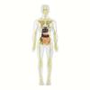 3D Human Body Torso Model For Kid, Anatomy, Skeleton, Removable, Simulation, Organ And Skeleton, Detachable Bone Body Models New