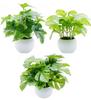 MedianField Set of Miniature Potted Plants with Deodorizing and Antibacterial Fake Artificial Flowers In Artificial Potted Stylish Interior Artificial