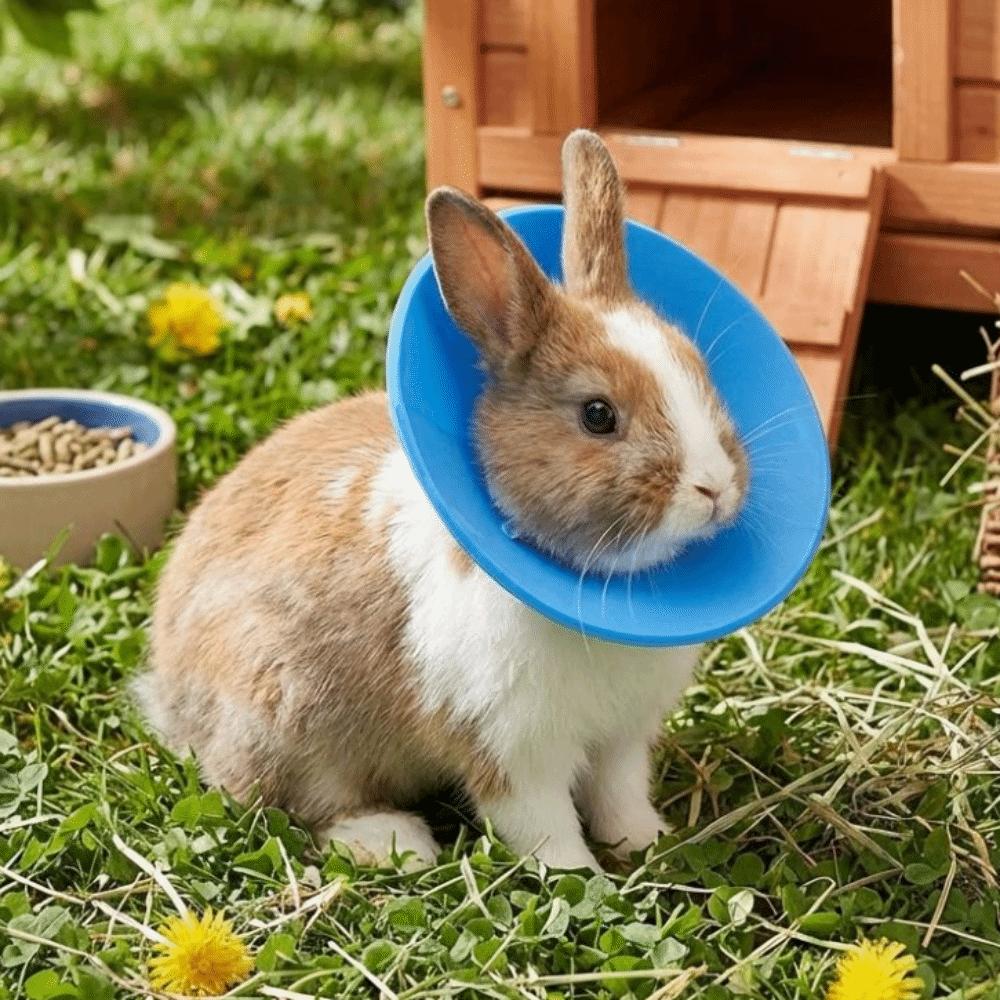 Adjustable Anti Licking Collar Anti-Bite Protective Collar for Bird Hamster Rabbit