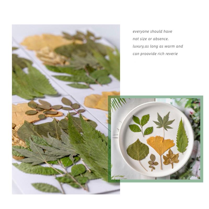 4 упаковки сушеных листьев, 84 шт., настоящие листья, образцы растений для детского сада, наклейки ручной работы, сделай сам