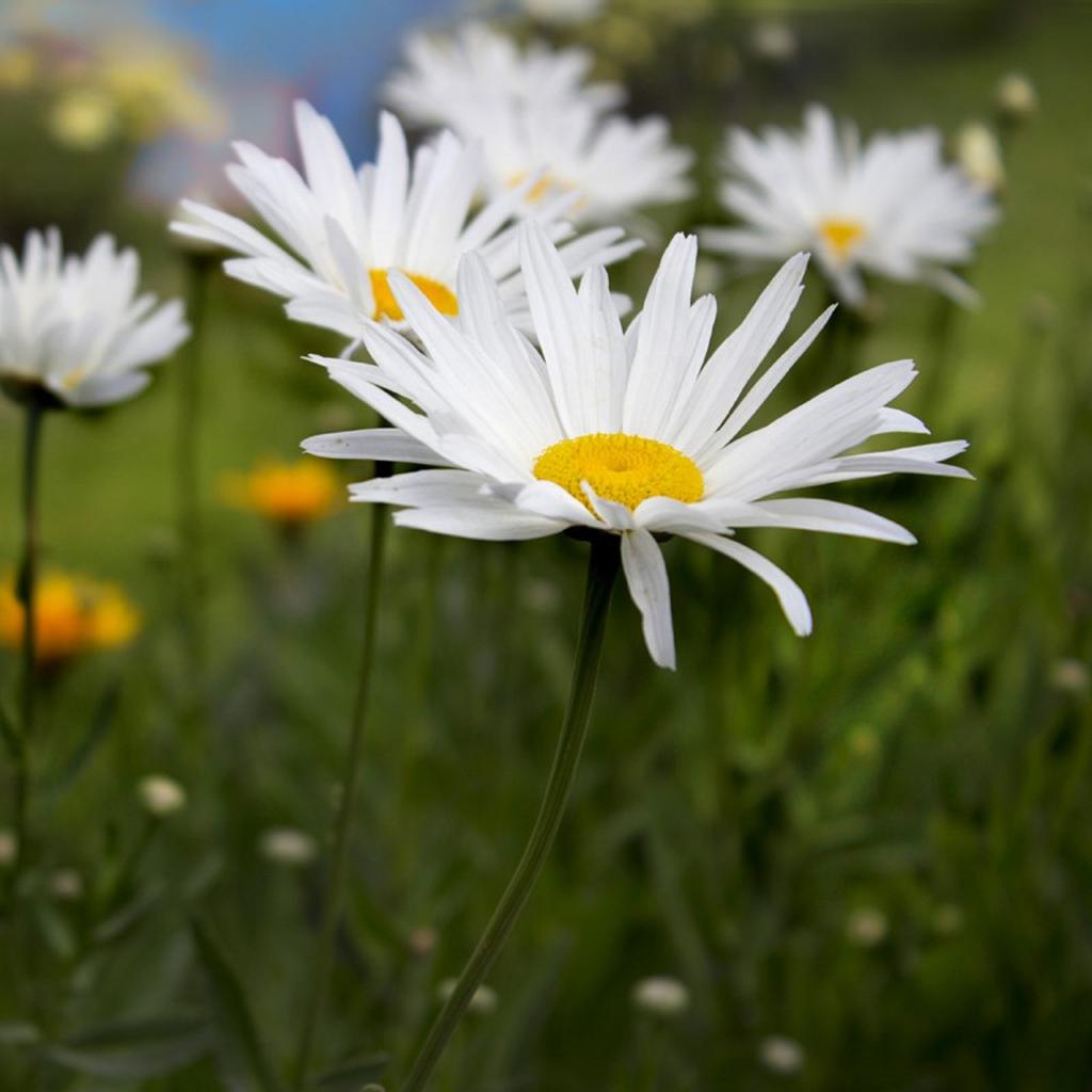 500 Large Daisy Seeds - Flowers Garden Perennial - Reproducible Peasant Seeds - SemiWild
