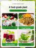 Hydroponic Mint & Rosemary: Fresh Edible Leaves & Mosquito Repellent Indoor Plant with Lemongrass