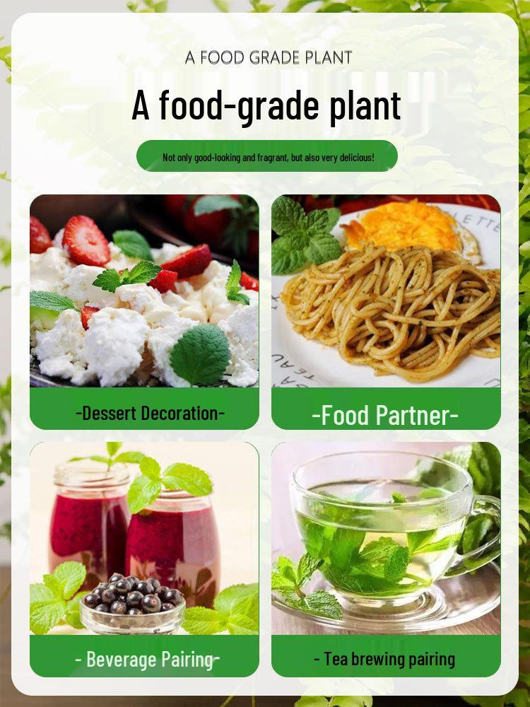 Hydroponic Mint & Rosemary: Fresh Edible Leaves & Mosquito Repellent Indoor Plant with Lemongrass