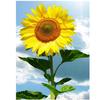 Полный 5D Diy Алмазная картина Подсолнух Мозаика Вышивка Крестом Домашний Декор Ручной Подарок