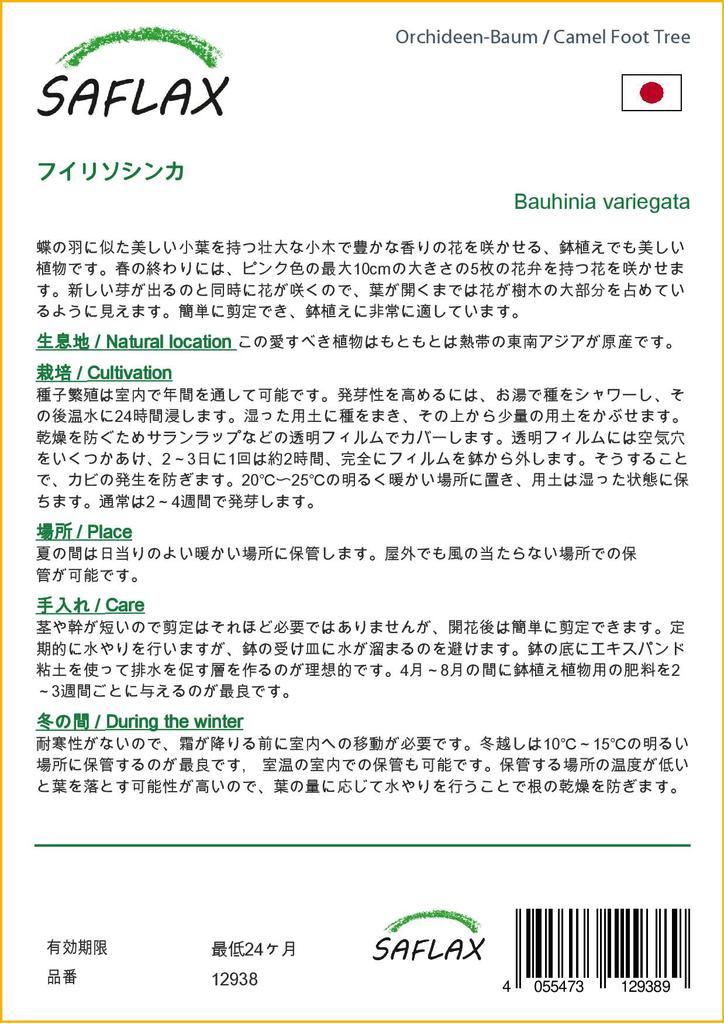 SAFLAX Дерево верблюжьей лапки - 8 семян - Bauhinia variegata