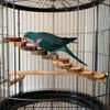 Платформы для птиц Жердочка Стенд из натурального дерева Игровая площадка Прыжковая доска Отдых Попугайчик Клетка для крупного попугая Игрушка для лазания Ступеньки Лестница