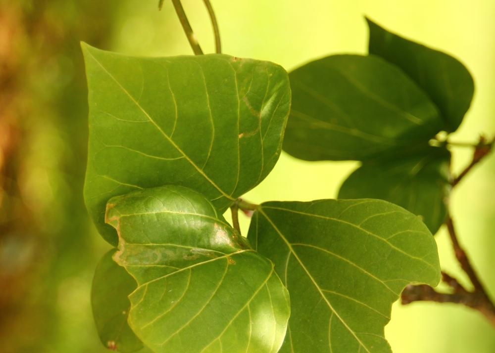 SAFLAX Cockspur Coral Tree - 6 семян - Erythrina cristagalli