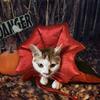 Pet Cat Halloween Vampire Cape Cloak Soft Comfortable Lightweight Cosplay Outfit Costumes Pet