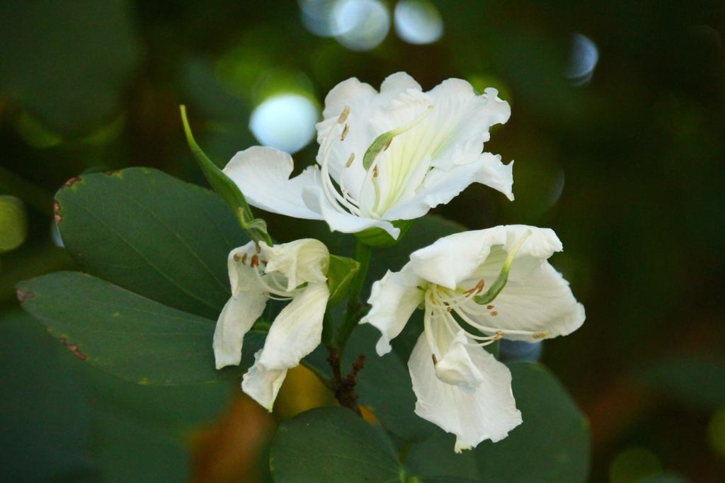 SAFLAX Белая орхидея - 5 семян - Bauhinia variegata candida