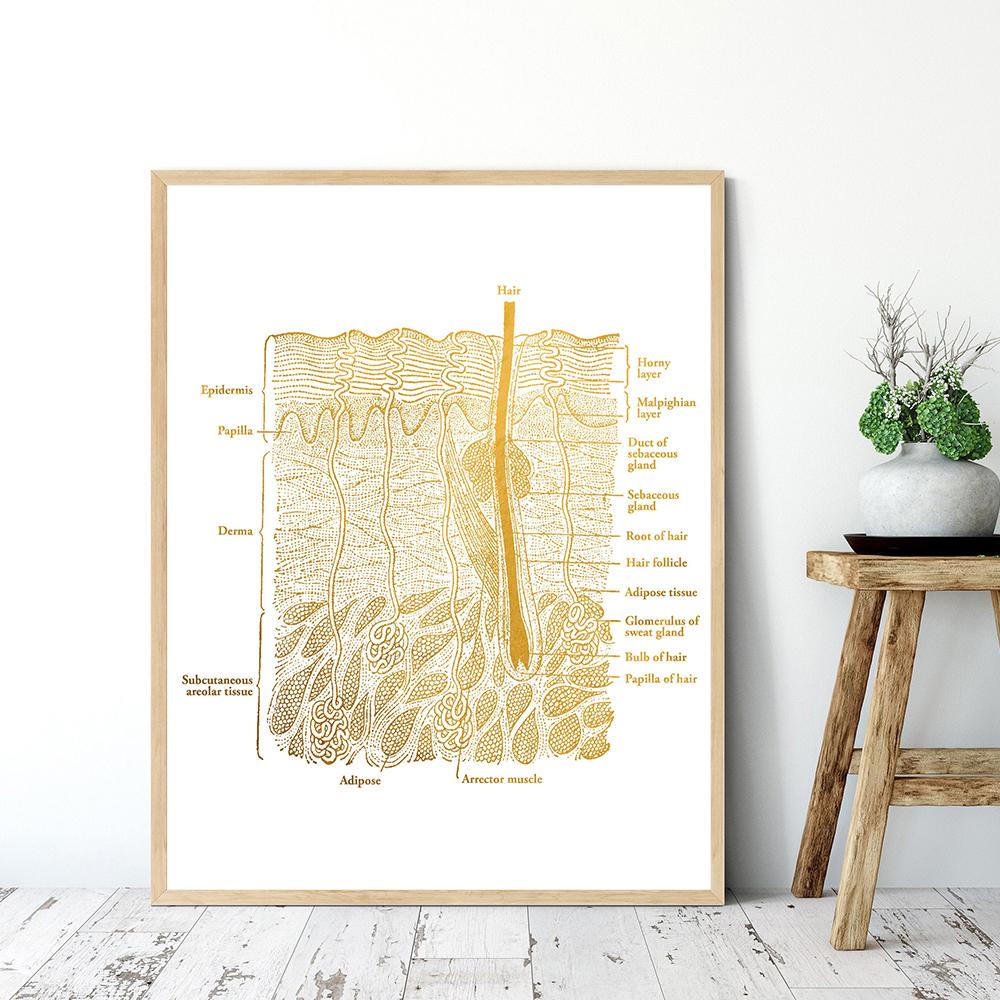 Анатомический постер с анатомией кожи, ламинированный холст, печать, медицинское образование, доктор, настенная живопись
