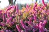 100 Heather Seeds - Massive Flowers Plant Honey Garden - Reproducible Peasant Seeds - Semiwild