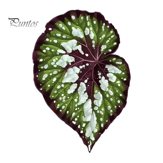 Tropical Plant Refrigerator Magnets 3D Plants Magnet, Acrylic Green Decorative Fridge Home Decor Memo Notes Photo Holder for Kitchen Office