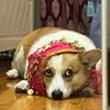 Corgi Belly Dance Hip Towel Decorative Belt Pet Dog Skirt Shake Waist Dance Pet Accessories Dance Chain Clothes Sequin Hip