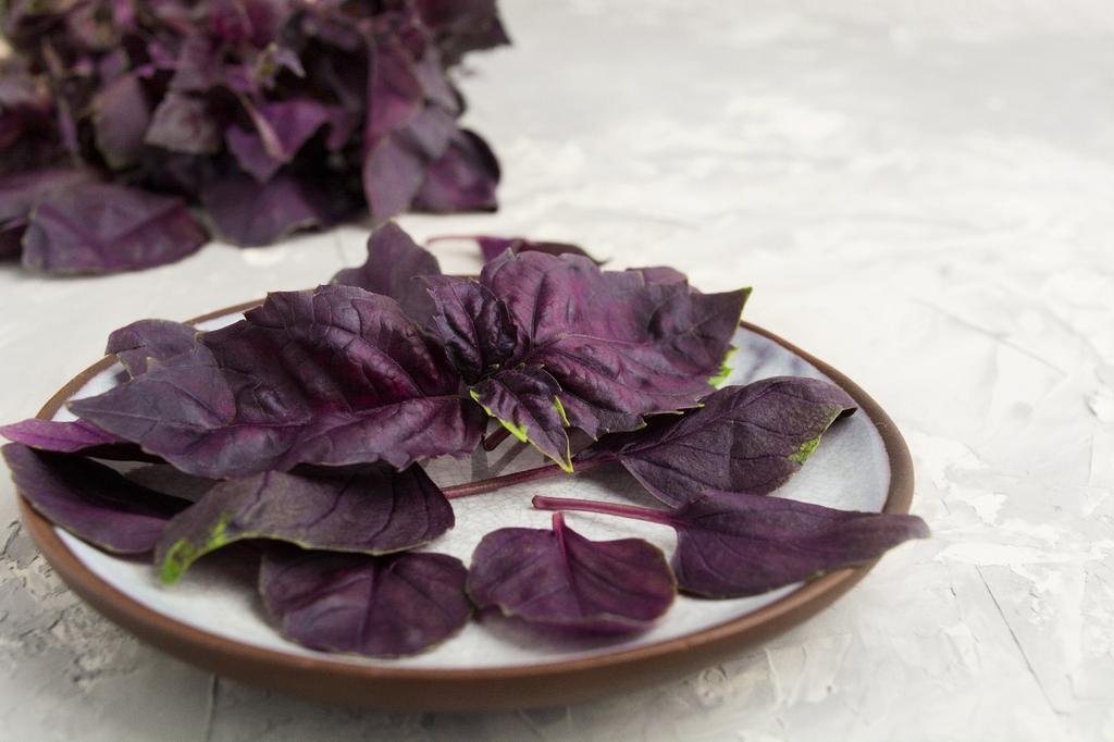 SAFLAX Garden in the Bag - Органический - Базилик красный - 400 семян - С субстратом в подходящем пакете - Ocimum basilicum