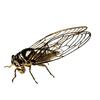 Exquisite Zinc Zinc Alloy Animal Statue Mini Vintage Insect Sculpture Creative Cicada Figurine  Tea Ceremony