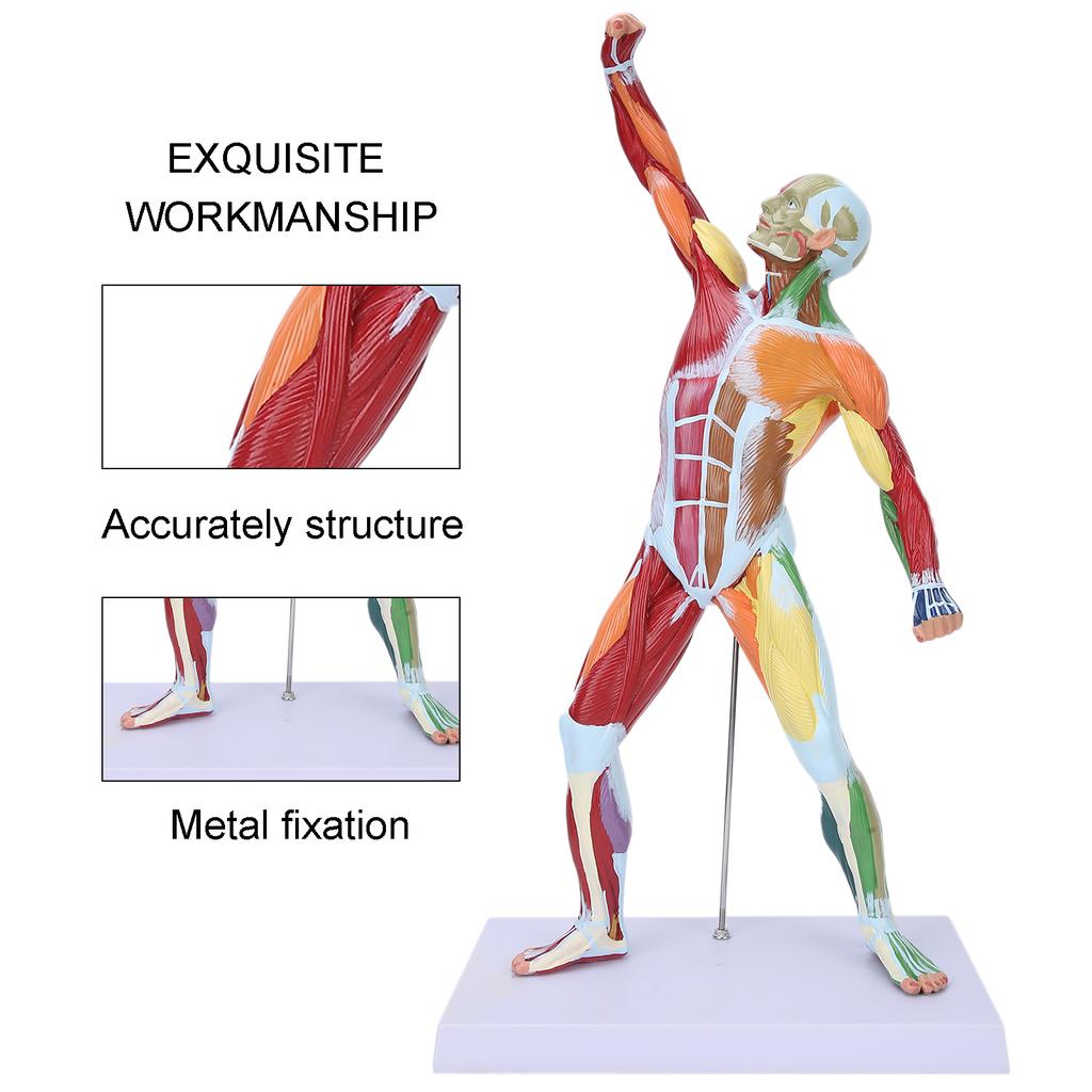 50cm MultiColor Muscular System Model Human Muscles Model Body Muscle Structure Model