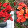 Begonia 'Rigo': Double-petaled rose begonia with buds, blooms all seasons, easy-care, ideal for indoor balconies.