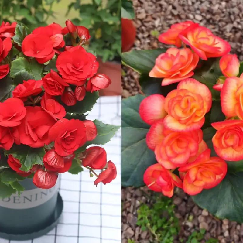 Begonia 'Rigo': Double-petaled rose begonia with buds, blooms all seasons, easy-care, ideal for indoor balconies.