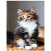 5D Diy Diamond Painting Cute Kitten Diamond Embroidery Cross Stitch Home Decor Handmade Gifts