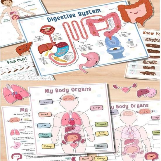 Анатомия человека Занятия Книга Дошкольный Детский Сад Части Тела Обучающие Занятия Книга Интерактивная Образовательная Секреты Тела Раскрытие Книги