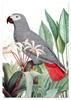 Poster Grey Parrot Plants