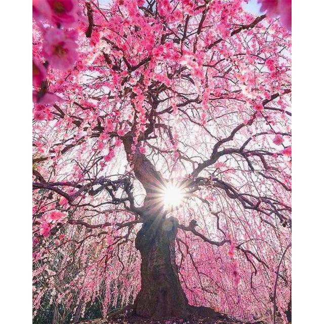 40x50 см краска по номерам розовое дерево пейзаж DIY картина по номерам вишни ручная роспись уникальный подарок домашний декор