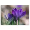 Canvas print, Spring crocuses